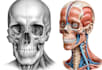 professional medical illustrations, drawings, exercises