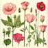 draw watercolour botanical illustrations