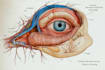 make animal and human scientific illustrations