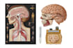 draw anatomical, medical and scientific illustrations