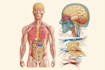 draw anatomical, medical and scientific illustrations