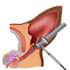 make professional veterinary medical illustrations