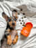 create engaging dog ugc video ads for tiktok and reels