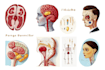 do academic illustrations scientific figures medical illustration
