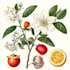 draw a beautiful botanical or floral illustration