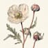 make a beautiful botanical or floral illustration