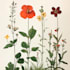 design vector botanical illustrations or any plants