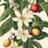 draw fineline botanical delicate flowers