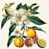 create a beautiful vintage botanical illustration poster