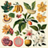 make a botanical watercolor illustration