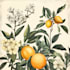 draw botanical illustration art for you