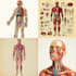 draw exercise, medical and anatomy illustrations