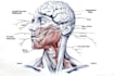 draw exercise, medical and anatomy illustrations