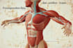 draw exercise, medical and anatomy illustrations