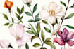 paint watercolour botanical illustrations