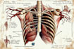 draw exercise, medical and anatomy illustrations