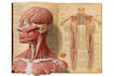 draw anatomical, medical and scientific illustrations