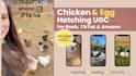 create backyard chicken ugc video ads for tiktok, instagram and facebook