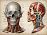 make highly customised medical and anatomy illustrations