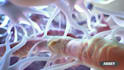 do 3d medical animation healthcare explainer, medical device, dna anatomy video