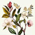 draw botanical illustration art for you