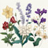create a botanical llustration