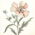 draw a botanical line art illustration