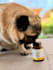 create pet content in italian