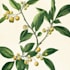 do watercolour botanical illustrations