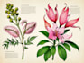 do botanical illustration with scientific focus