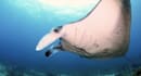 an underwater videography high quality