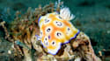 do an underwater macro videography professional result