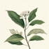 paint watercolour botanical illustrations