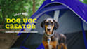 engaging dog ugc videos for your brand