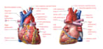 draw anatomical, medical and scientific illustrations