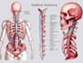 draw your medical illustration