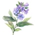 line art illustrations, botanical flowers, plants