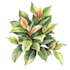 paint watercolour botanical illustrations
