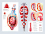 do medical and scientific illustrations