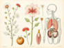 do botanical and anatomical scientific illustrations