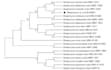 do phylogenetic analysis, bioinformatics analysis, using r or python