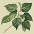 draw botanical, floral and retro illustration