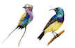 paint watercolour animal illustrations