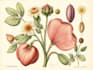 do botanical and anatomical scientific illustrations