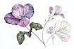 draw realistic scientific botanical or plants design