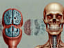 draw your medical illustration