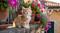 create adorable ai cat video ai cat stories, ai cat youtube shorts, reels tiktok