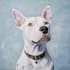draw dog, cat, any pet to portrait