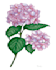 create a custom hand painted botanical illustration