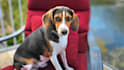 create pet ugc videos featuring my beagle, rosie